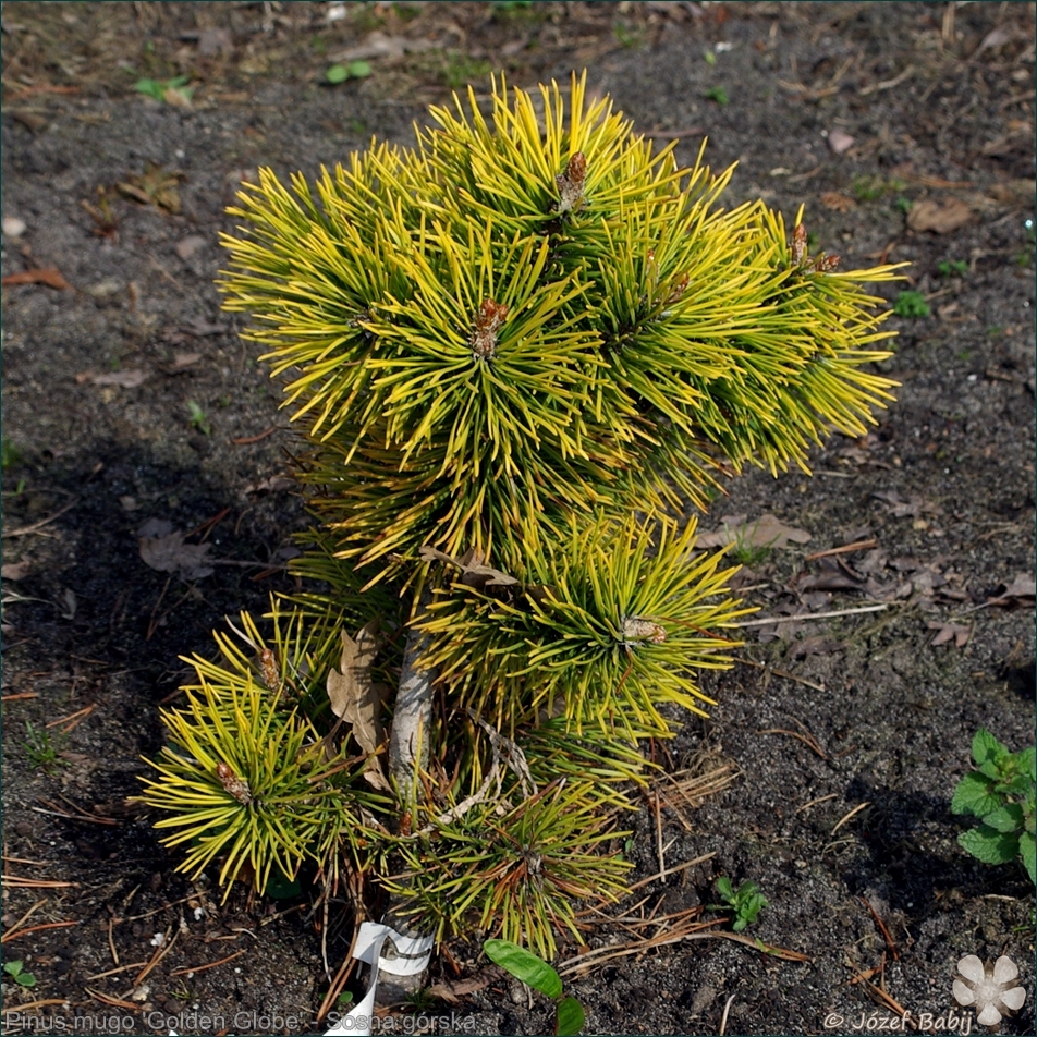 Pinus mugo 'Golden Globe' - Sosna górska 'Golden Globe' pokrój
