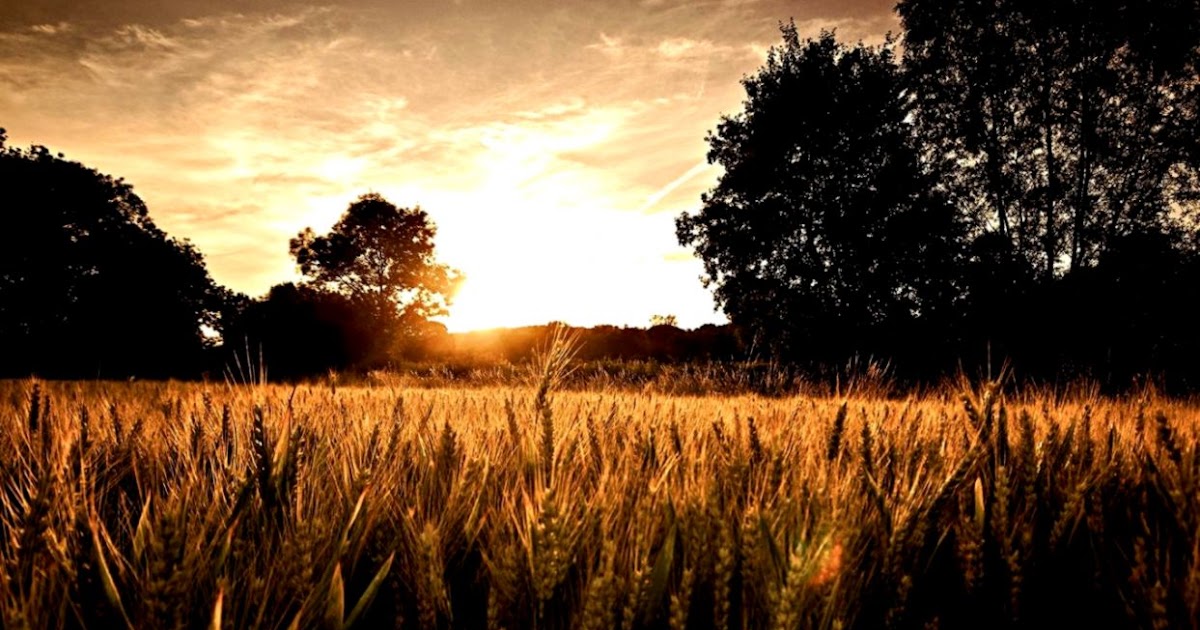 Sunset Forest Hd | Amazing Wallpapers