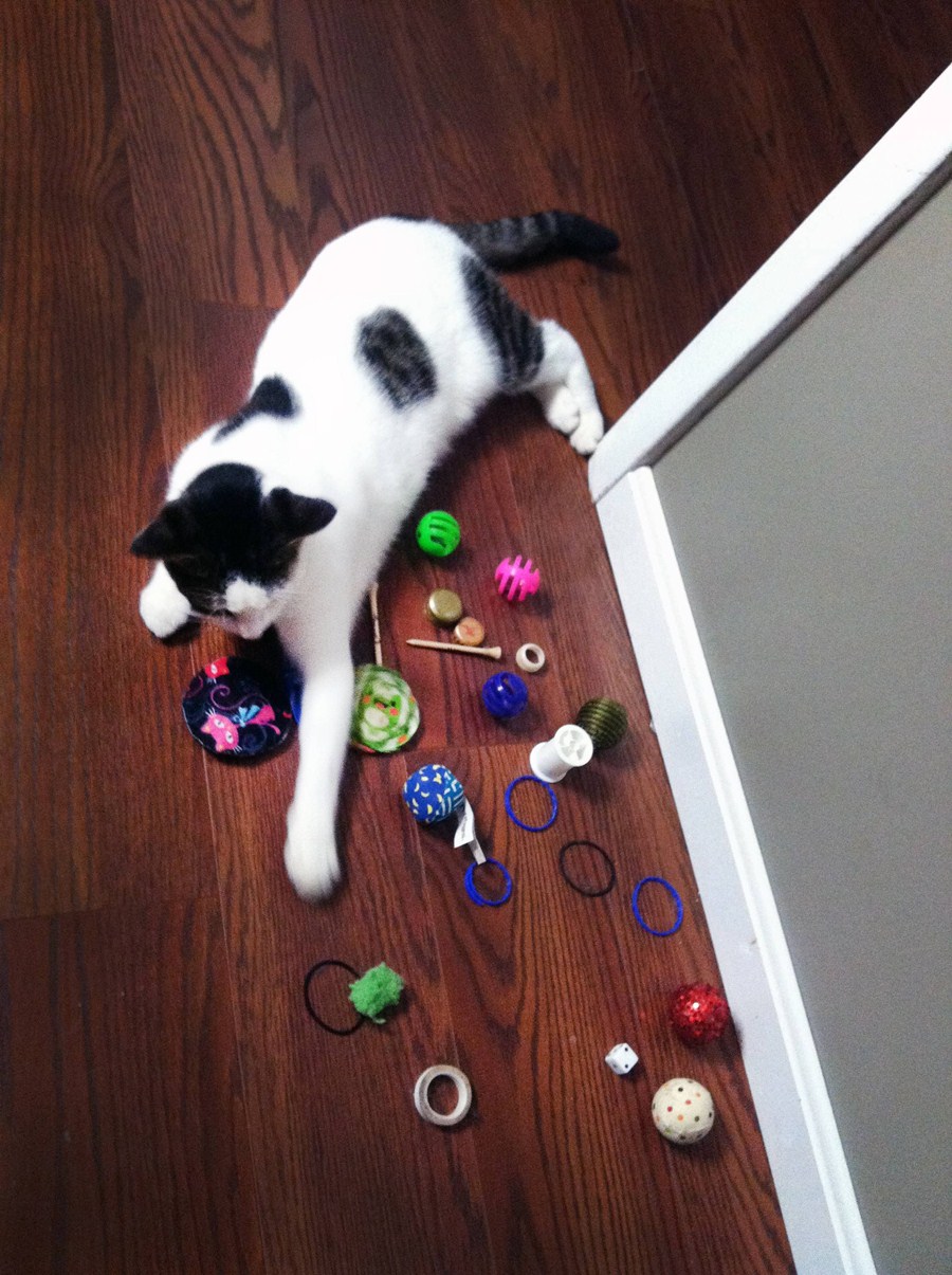 Amazing Creatures Funny cats part 20 (42 pics)