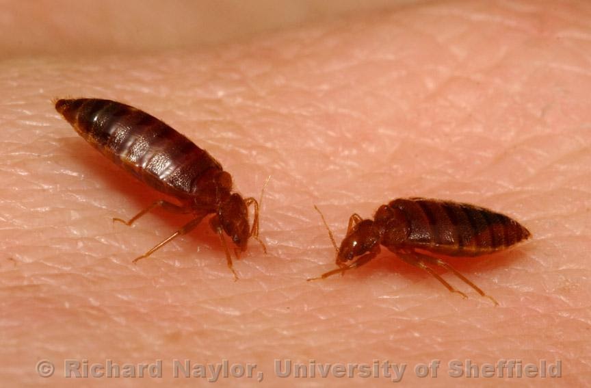 Themes of Parasitology Cimex lectularius Don’t let the bedbugs bite!