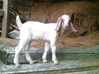 koleksi foto gambar kambing boerawa boer-etawa terlengkap - usahaternak