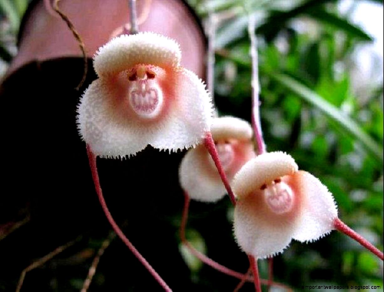 Rare Tag wallpapers Green Daffodil Narcissus Rare Orange Hybrid Rare Tag wallpapers Green Daffodil Narcissus Rare Orange Hybrid