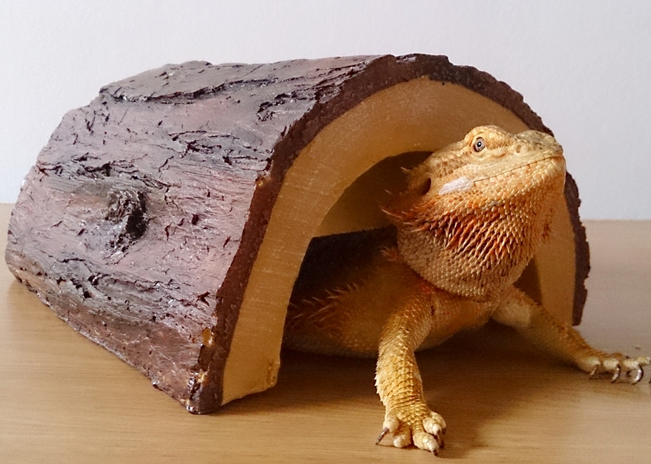 Bearded Dragon Care Bearded Dragon Health and Disease Page 3