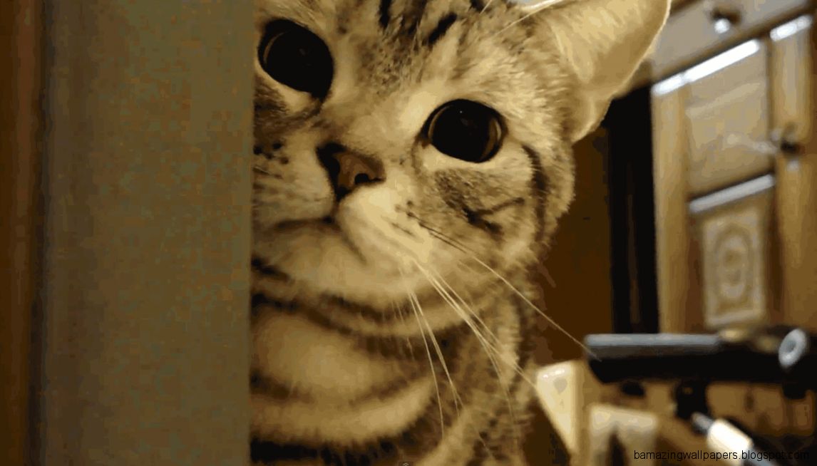 Cat Animated GIF Cat Animated GIF