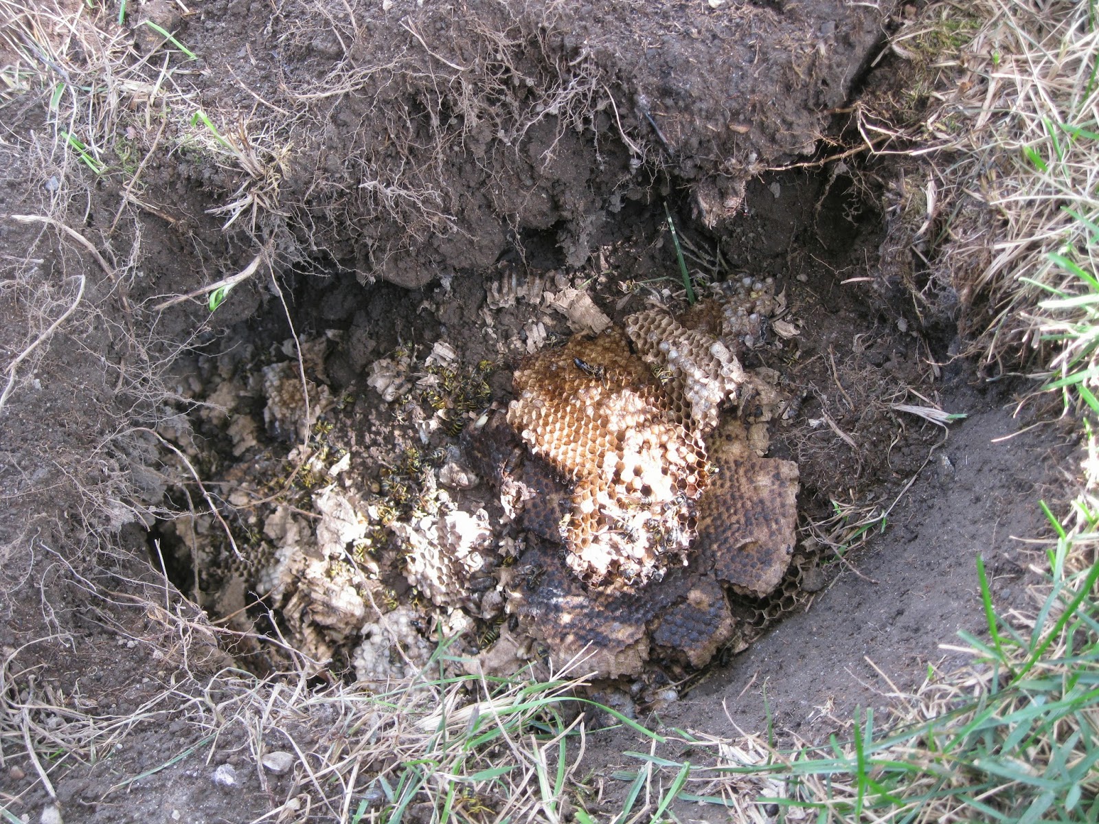 Things That Keep Dan Busy Underground Yellow Jackets