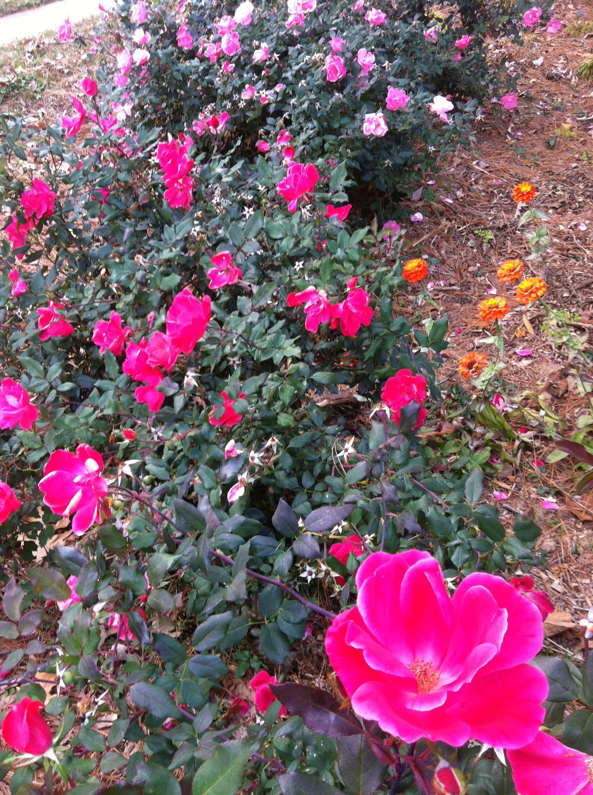 Plant Preview Trying Winchester Gardens Fertilizer Spikes