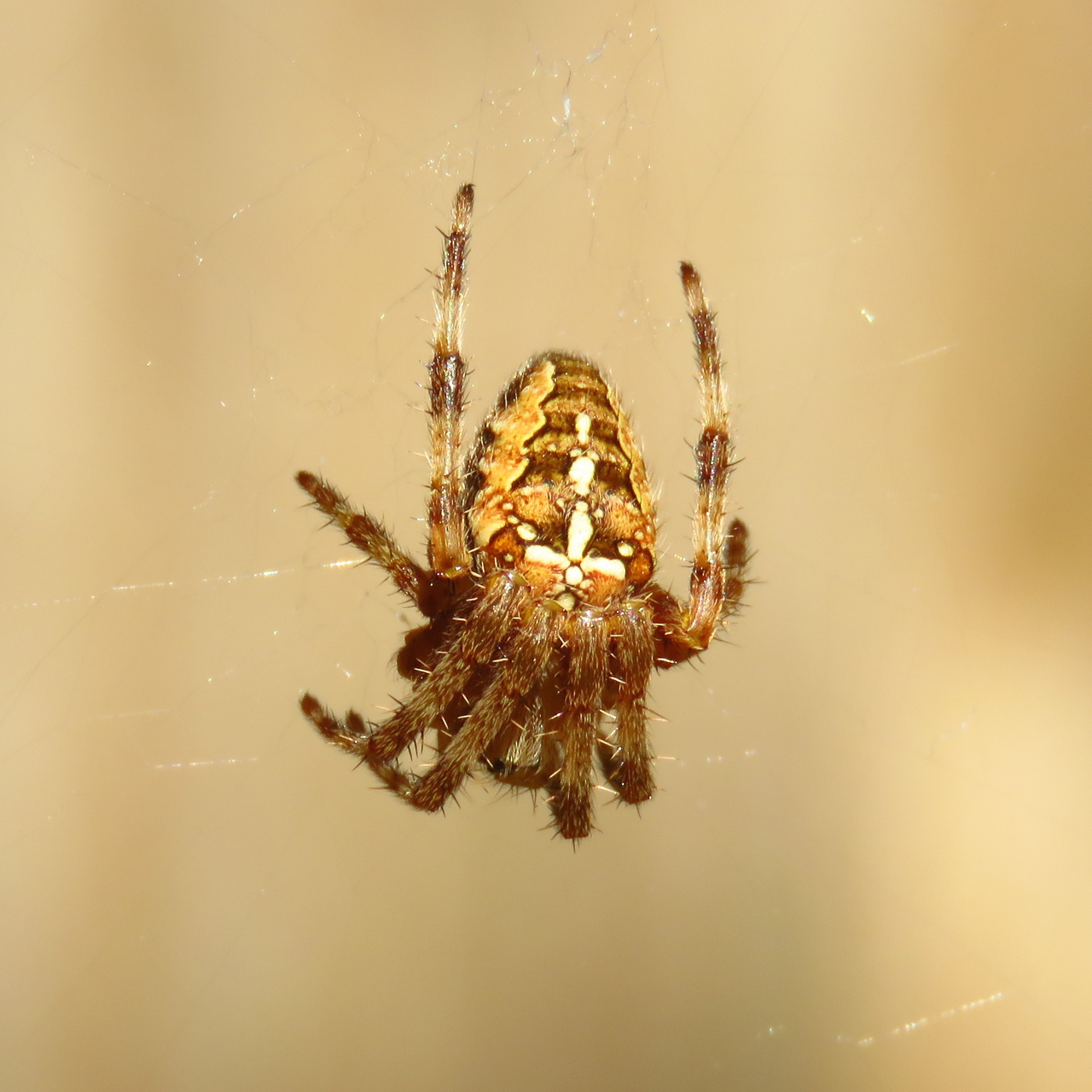 BugBlog Growing garden spiders