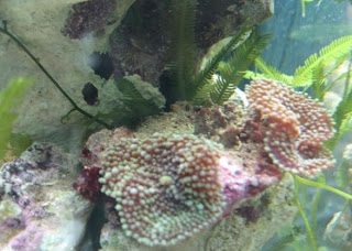 Nano Meerwasser Aquaristik: Nano Aquarium Beispiel 1 / 30 Liter