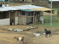 Goats in the road