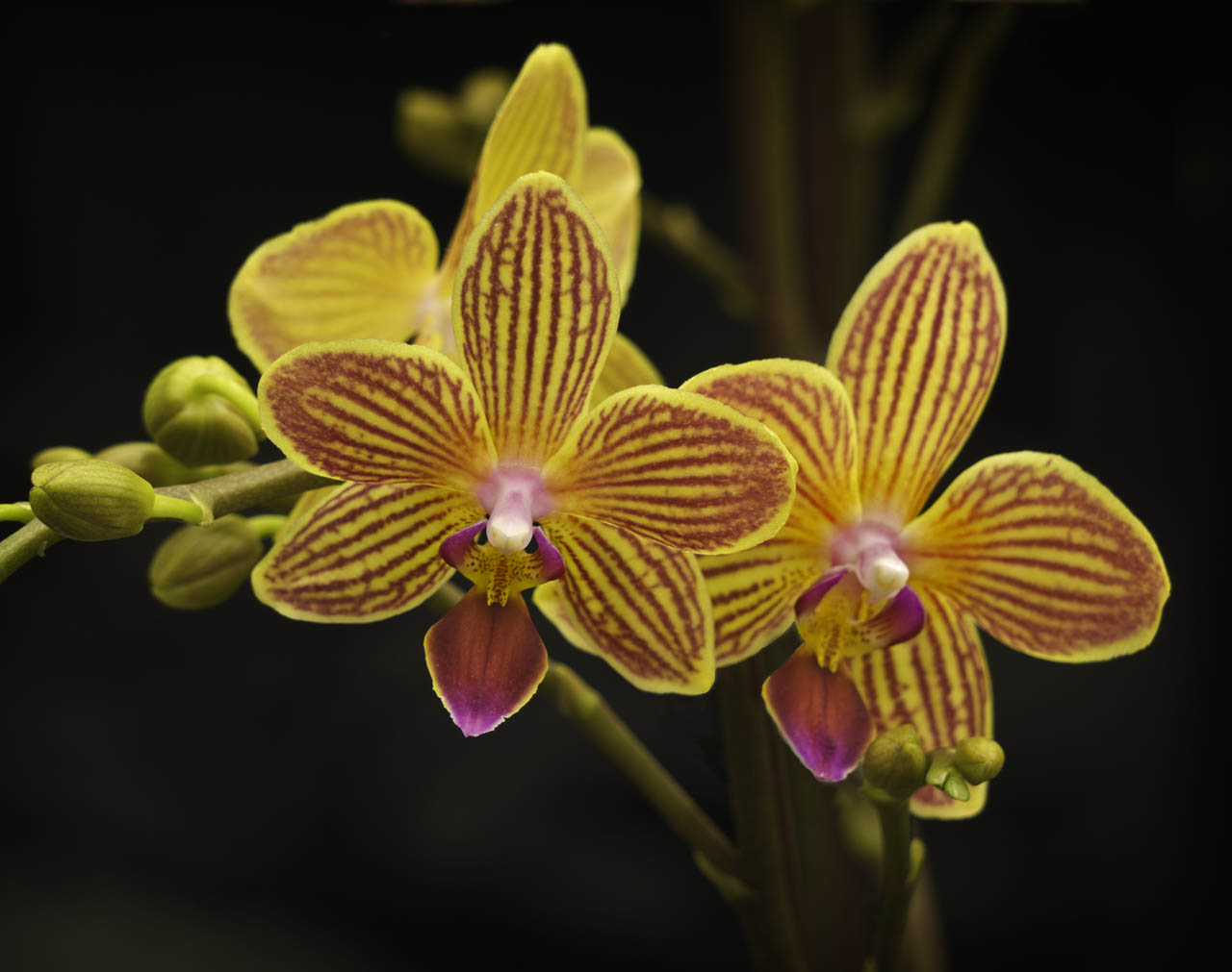Jim Cox Photos Yellow Striped Orchids Edmonton Orchid Show