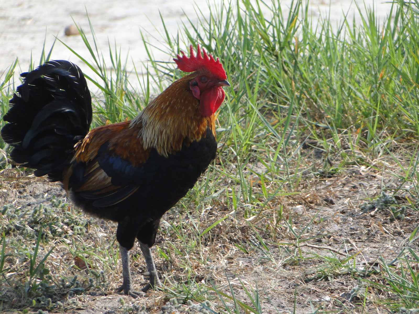 badoo site de rencontre burkina faso