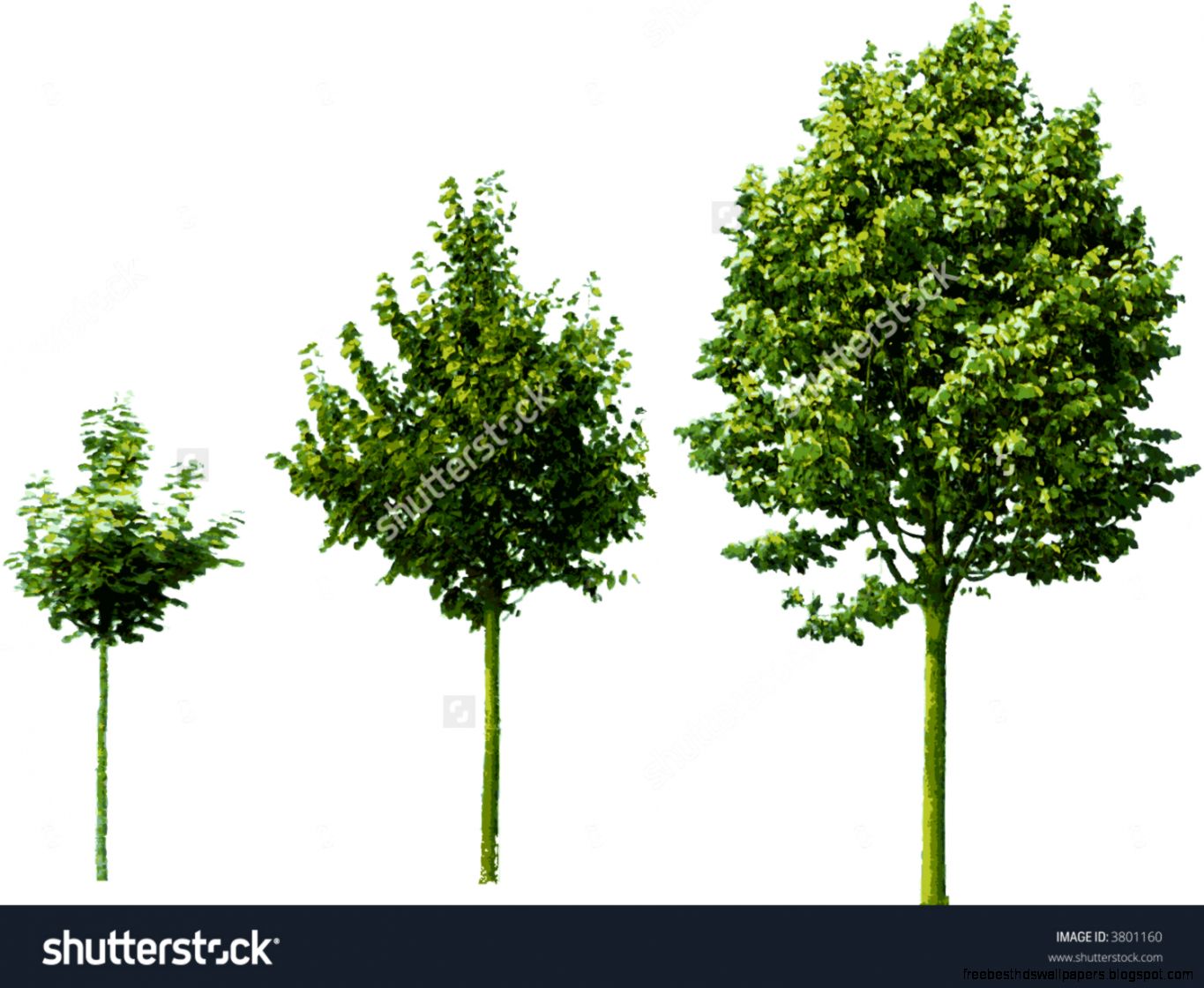 The Different Steps Of A Tree Growing Vector Illustration The Different Steps Of A Tree Growing Vector Illustration