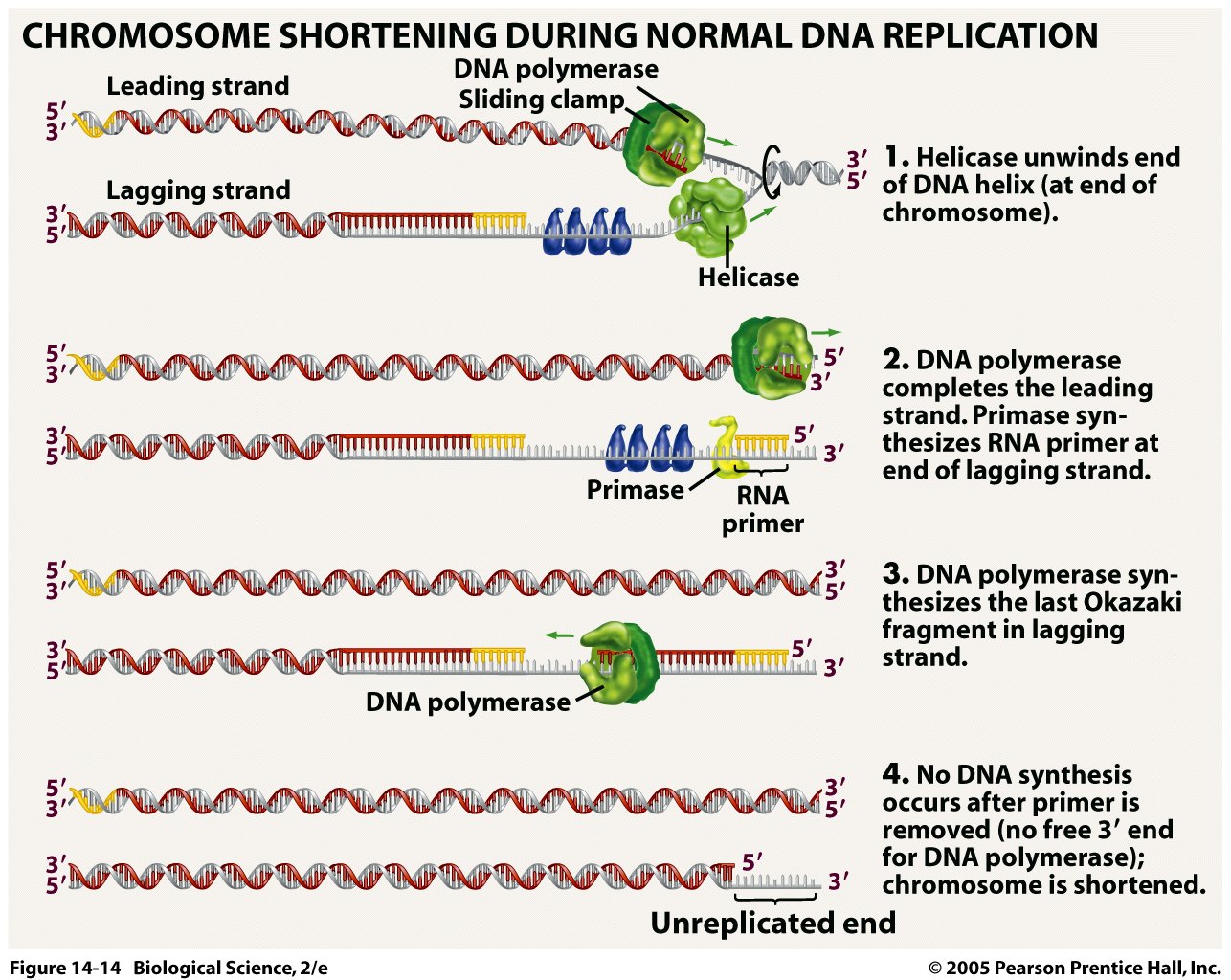 Shortening Definition Anatomy at Charles Gill blog