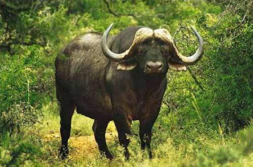 African Buffaloes