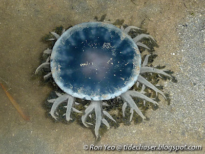 Upsidedown Jellyfish (Cassiopea sp.)