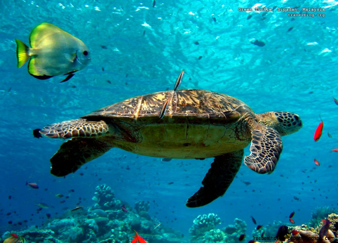 Sea Turtle Desktop Backgrounds Sea Turtle Desktop Backgrounds