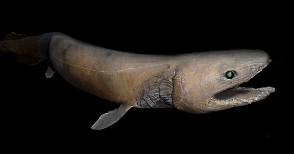 Rare Shark Was Found in Japan. This Prehistoric Creature was captured