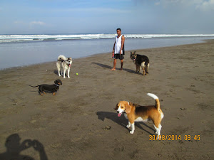 Walking pet dogs on the Seminyak beach
