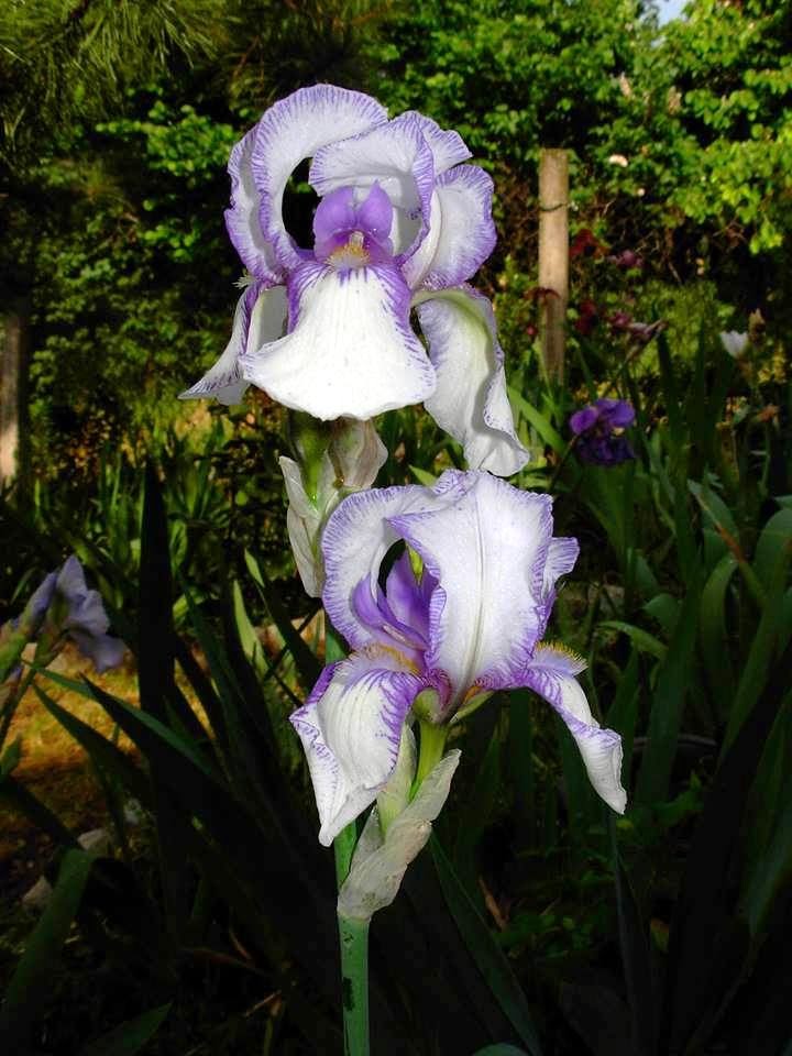 World of Irises "Talking Irises" PLICATA TALL BEARDED IRISESan