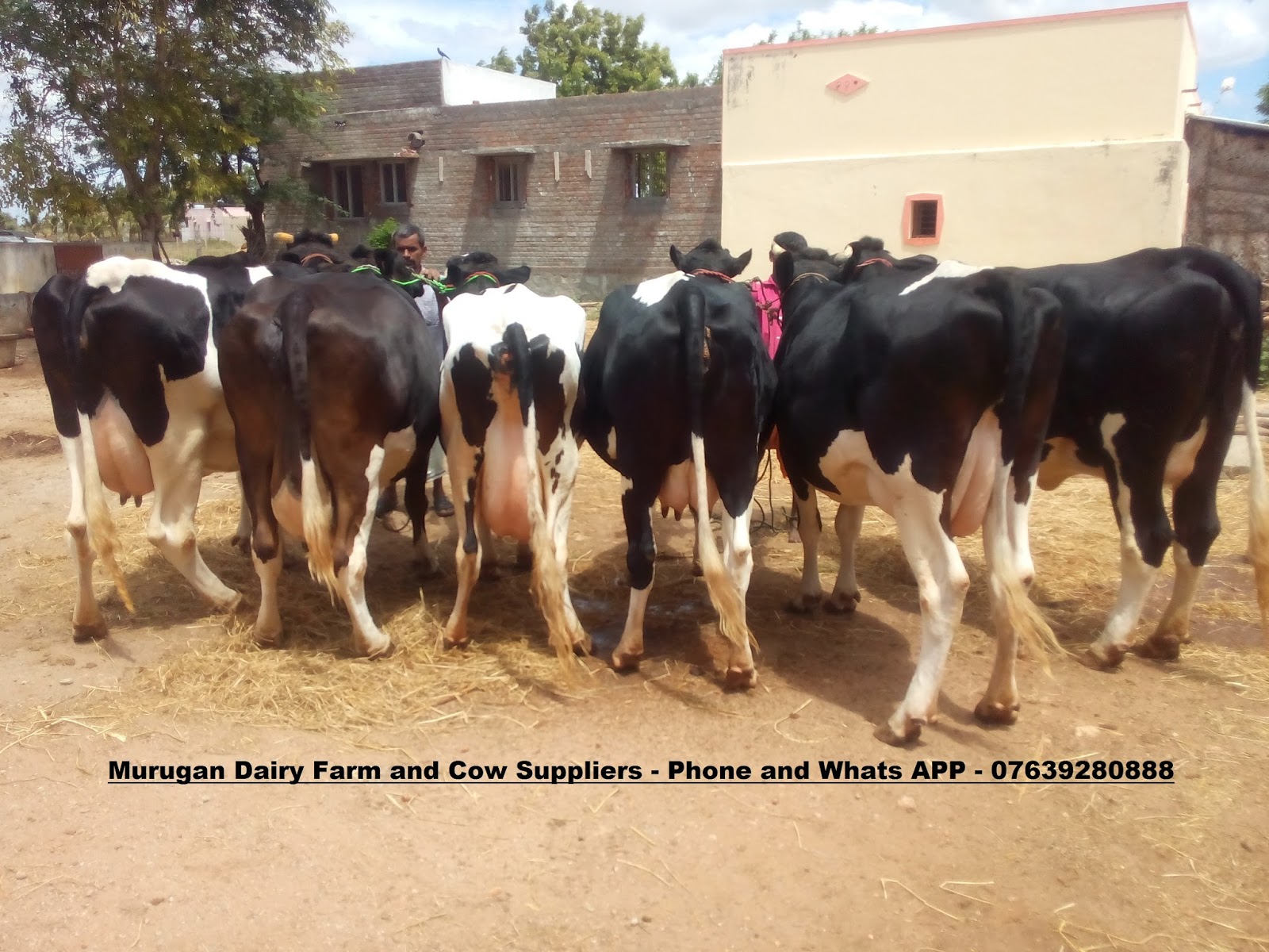 High Yielding HF,Jersey Cows for sale in Tamilnadu,Kerala,Andra pradesh. High Yielding HF
