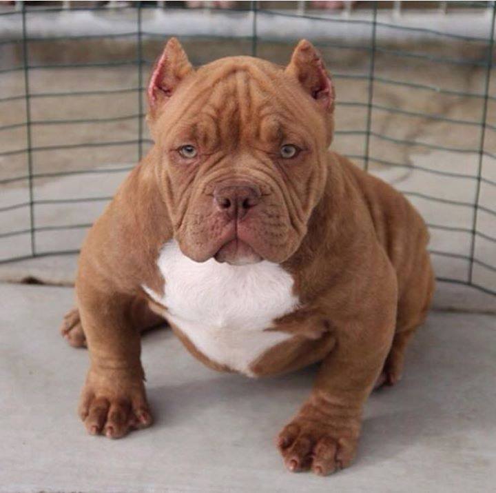 dogslove the differences between the red nose pitbull and blue nose pitbull