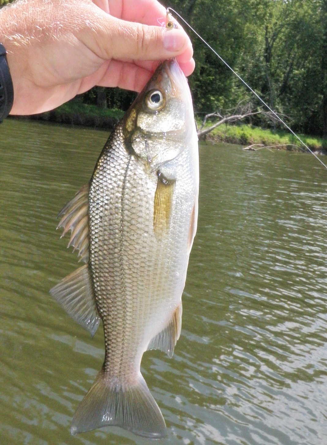 The Adventures and Musing of Drew Price, Angler White Perch on the Fly