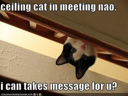 Busy Cat