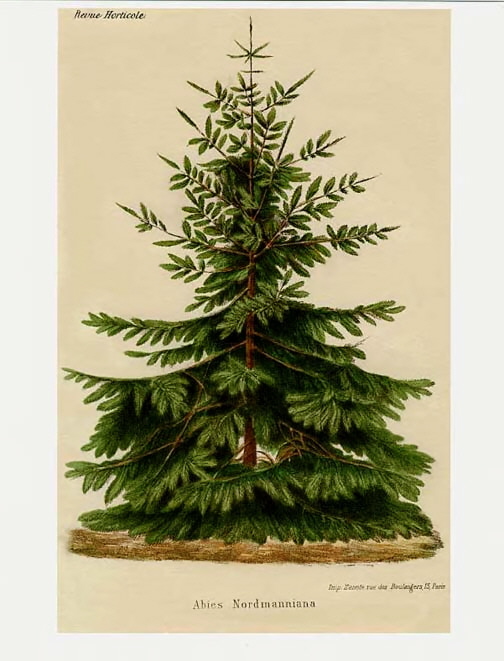 Dreaming of Vintage Vintage Christmas Botanicals