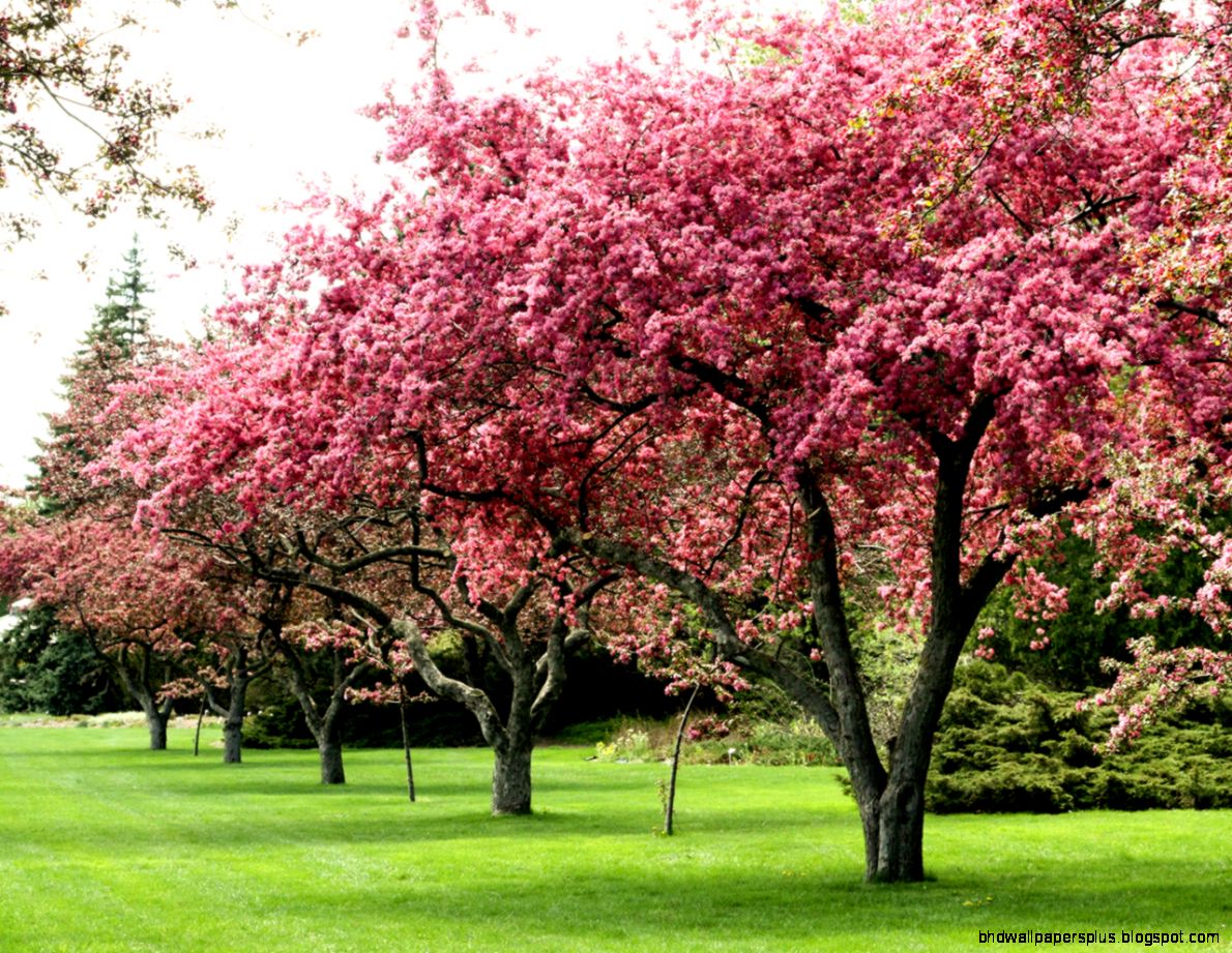 Flowering Trees Flowering Trees