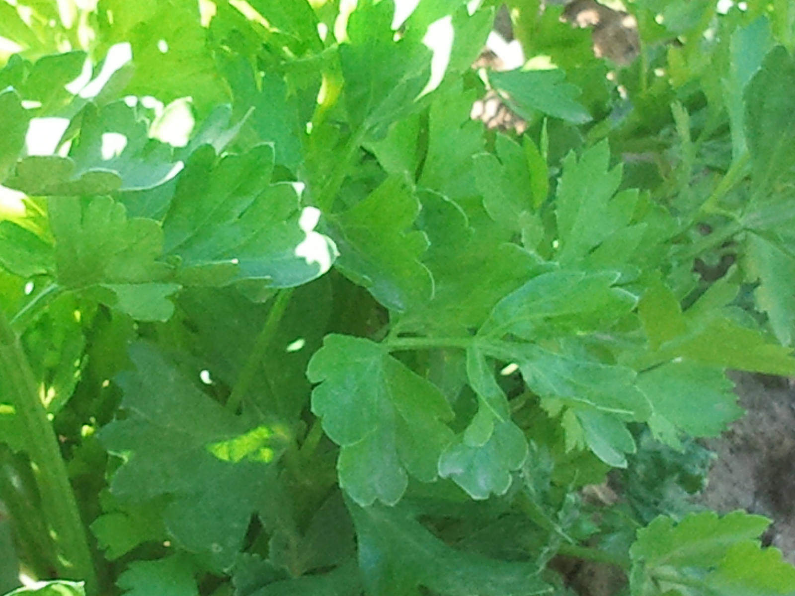 Faenas de la Huerta Apio