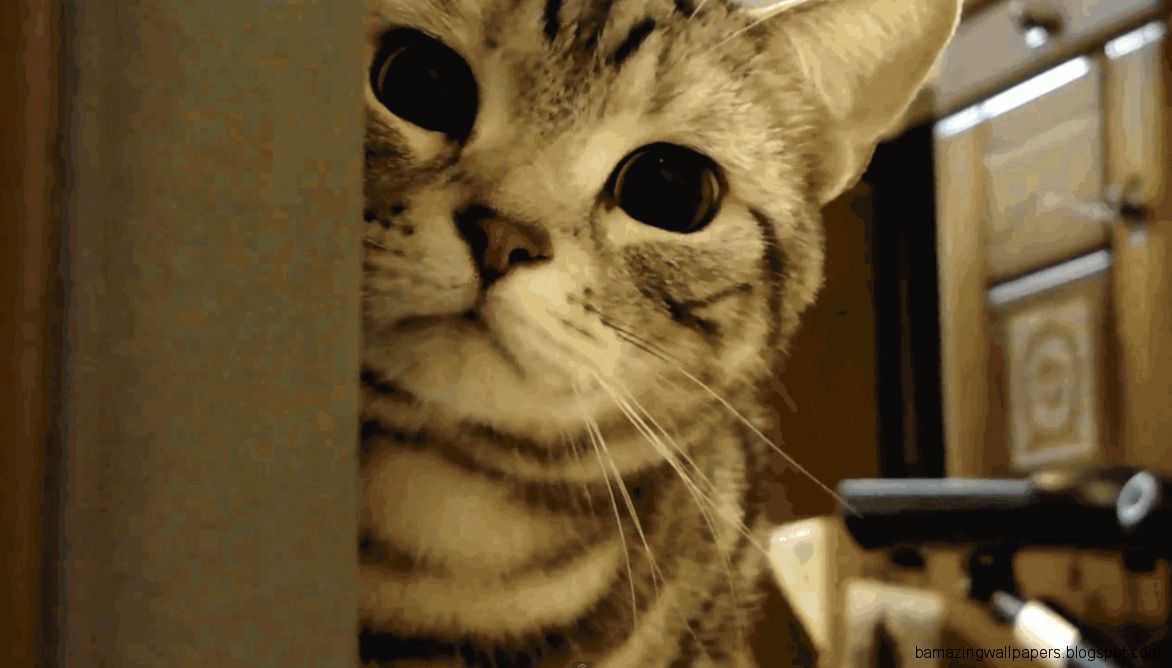 Kittens Tumblr Gif High quality mobile wallpaper wallpaper and Kittens Tumblr Gif High quality mobile wallpaper wallpaper and