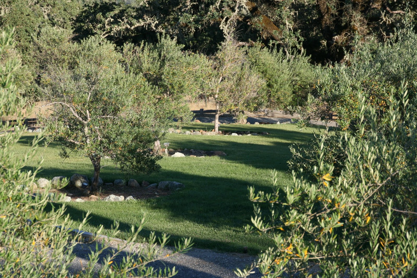Flowers, Plants, & Mediterranean Olive Trees at Vanderpump Cocktail Garden