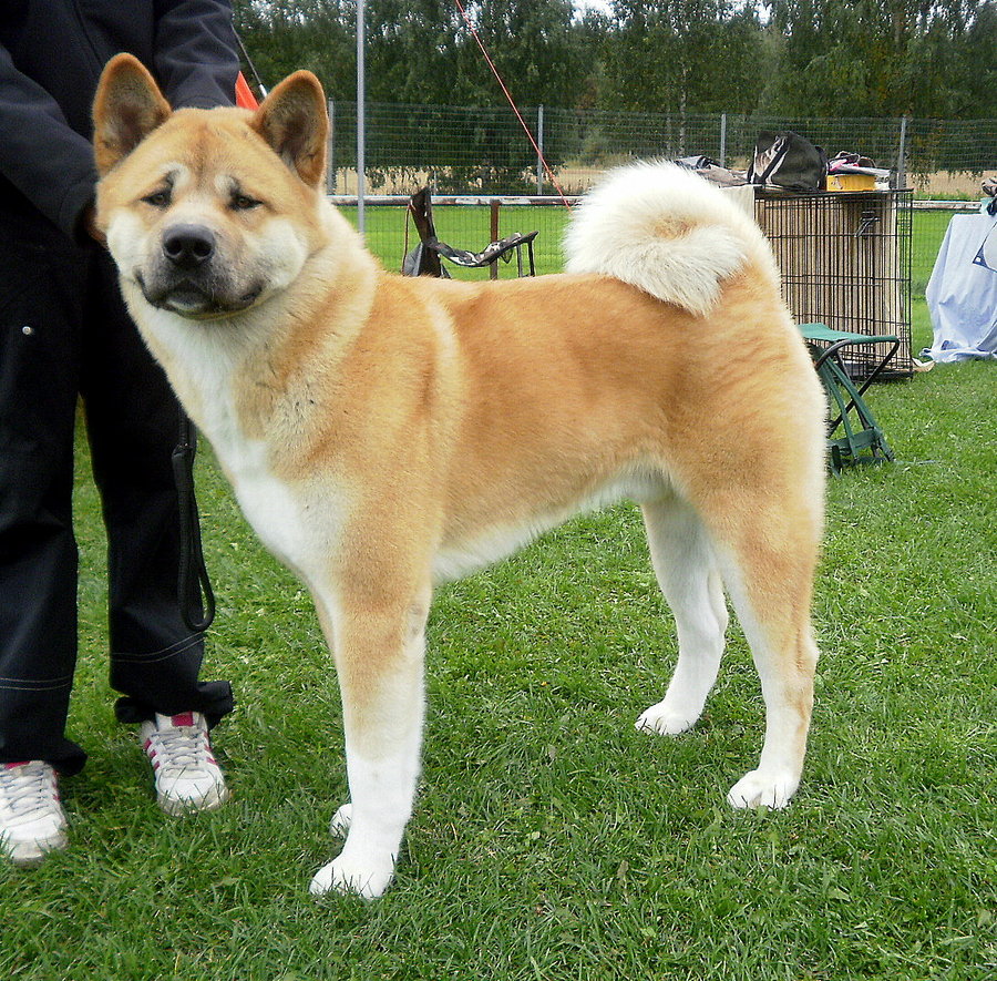 Red Akita