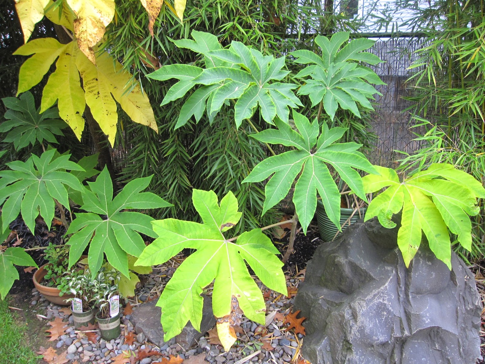 MulchMaid: Tetrapanax papyrifer 'Steroidal Giant' is my favorite plant