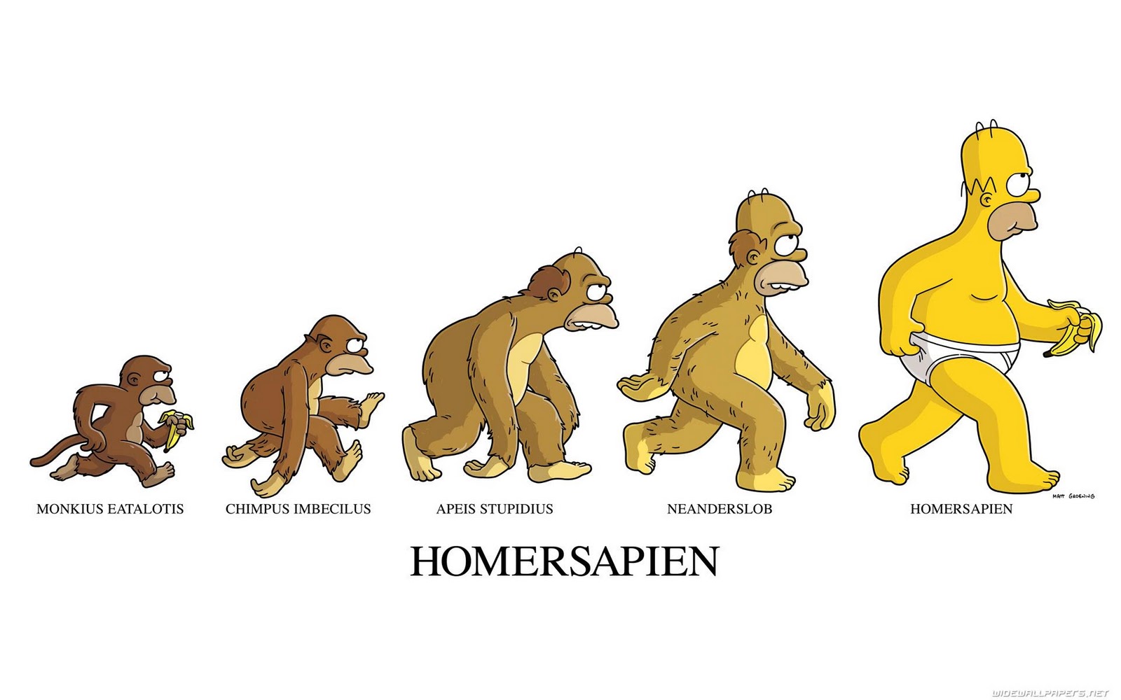 Evolution Of Homer