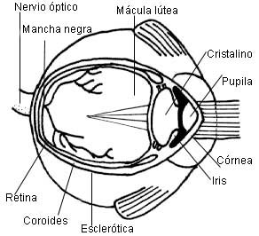 Ojo Sentido de la Vista