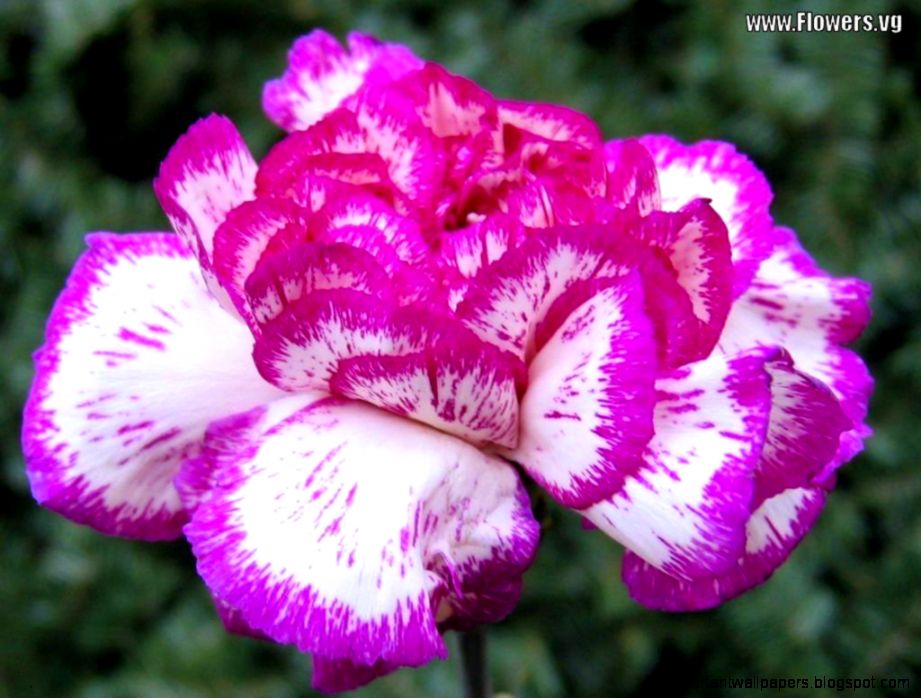 Flowers carnations on Pinterest Hello Kitty Pink and Purple Flowers carnations on Pinterest Hello Kitty Pink and Purple