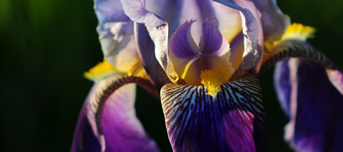 Bearded Iris in Sunset Light!