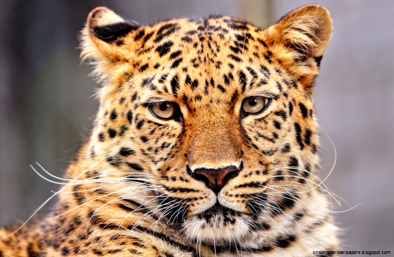 Amur Leopard Amur Leopard