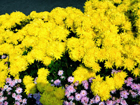 Yellow Flowers at Yangmingshan Spring