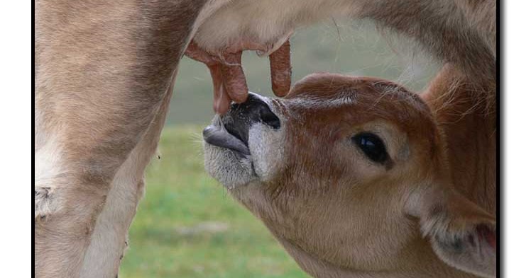 Asociación Vegetariana Vida Sana de Canarias: La controversia de la leche