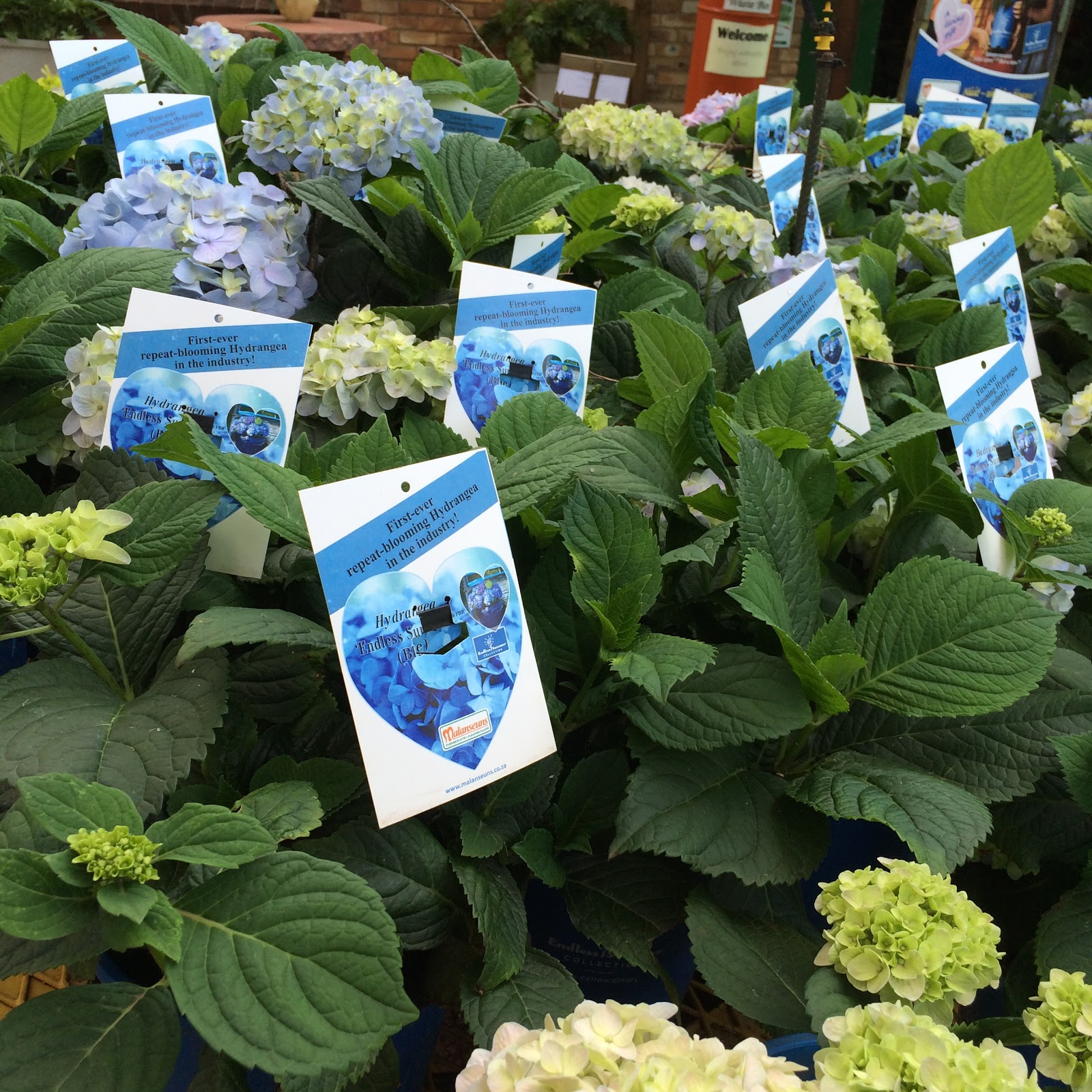 The British Gardener The Tropical Years Damn Good Plants