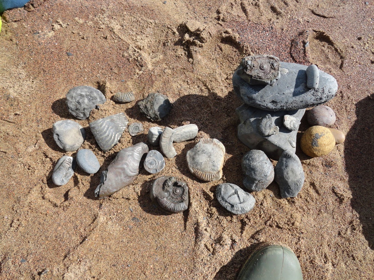 WIPS Trips Fossil Hunting in England's Jurassic Saltwick Bay, Whitby