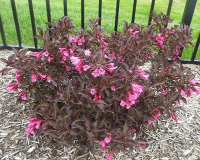 P O T A G E R Rubies N Gold Weigela