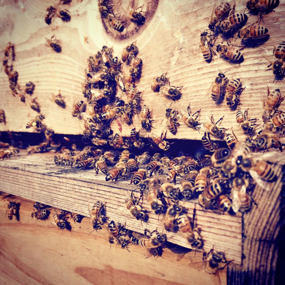 savannah bee company wholesale savannah bee company wholesale