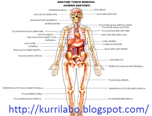 complete anatomy keep surrounding structures complete anatomy keep surrounding structures