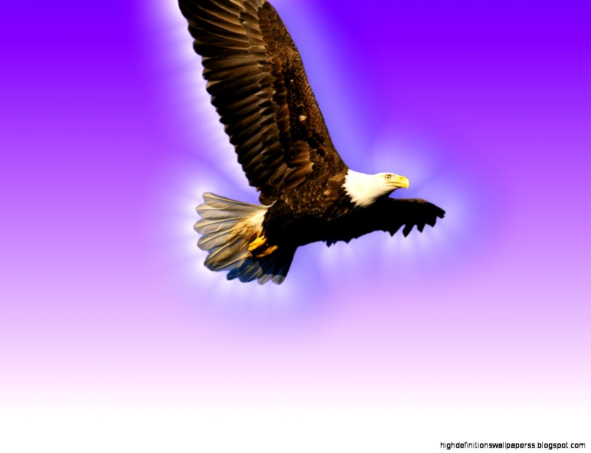 Flying Eagle Free Animals Wallpaper Image with Birds Flying Eagle Free Animals Wallpaper Image with Birds