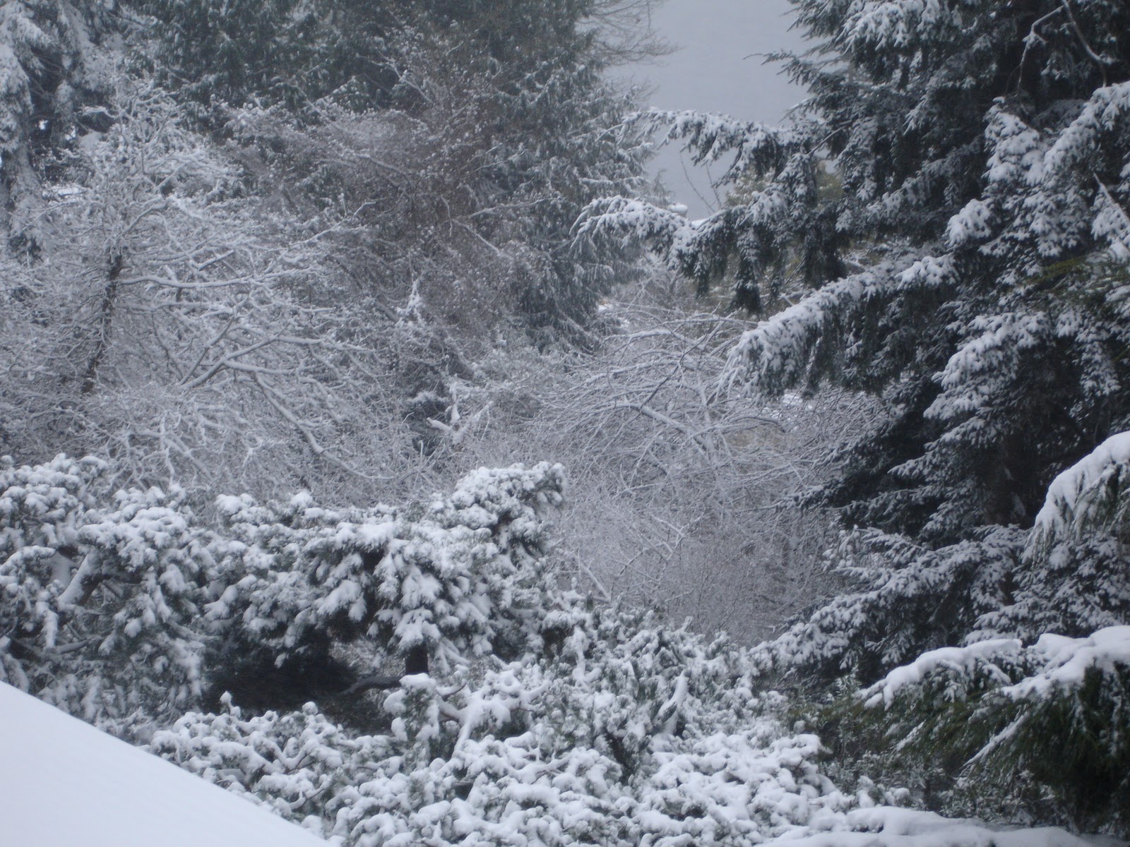 Seattle Snow Storm