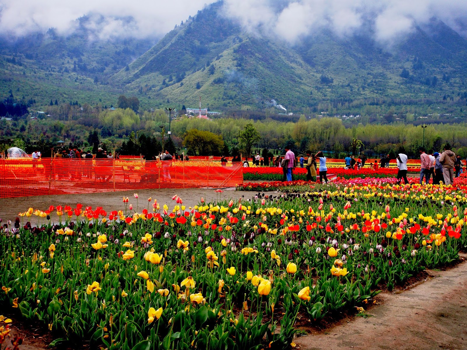 CHINAR SHADE MASTER ZINDA KAUL AND A PHOTO OF TULIP GARDEN OF KASHMIR