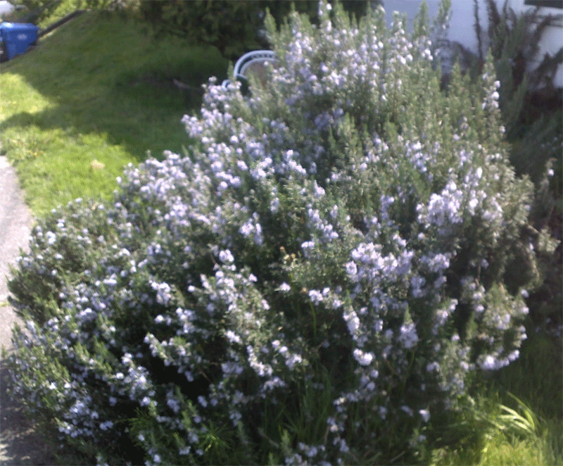 Channeling Sophie's Garden This is largest rosemary bush I have ever seen!